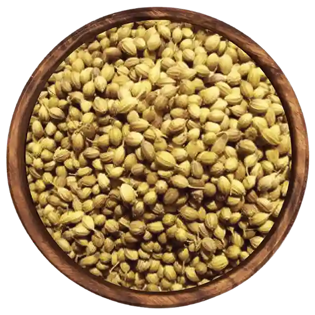 Coriander